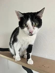 Leia, female European Shorthair for adoption at Tierheim Koblenz, Koblenz — photo 8 of 8