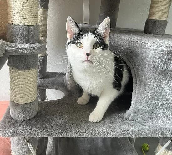 Frederick, female European Shorthair for adoption at Tierheim Koblenz, Koblenz
