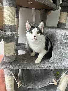 Frederick, female European Shorthair for adoption at Tierheim Koblenz, Koblenz — photo 4 of 4