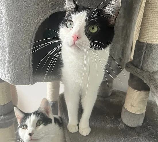 Luke, female European Shorthair for adoption at Tierheim Koblenz, Koblenz