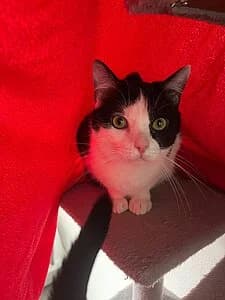 Luke, female European Shorthair for adoption at Tierheim Koblenz, Koblenz — photo 6 of 8