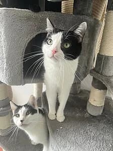 Luke, female European Shorthair for adoption at Tierheim Koblenz, Koblenz — photo 7 of 8