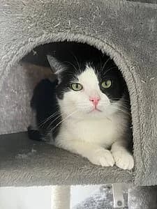 Luke, female European Shorthair for adoption at Tierheim Koblenz, Koblenz — photo 8 of 8