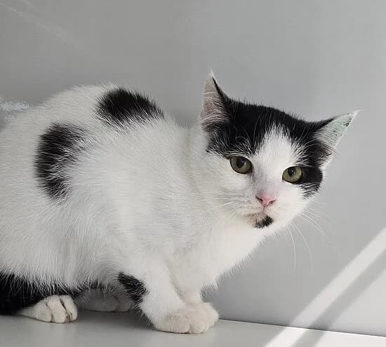 Lio, female European Shorthair for adoption at Tierheim Koblenz, Koblenz