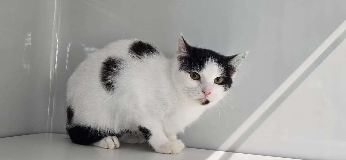 Lio, female European Shorthair for adoption at Tierheim Koblenz, Koblenz — photo 2 of 8