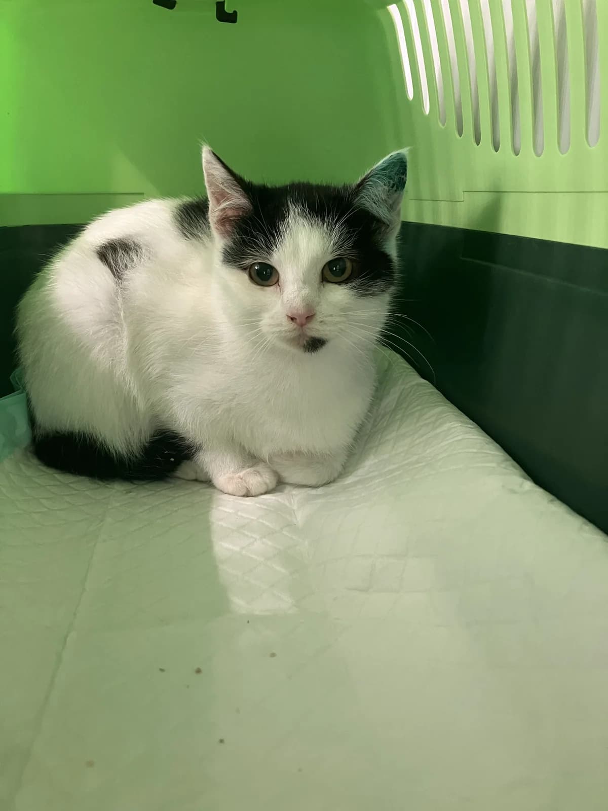 Lio, female European Shorthair for adoption at Tierheim Koblenz, Koblenz — photo 3 of 8