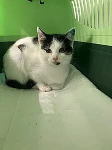 Lio, female European Shorthair for adoption at Tierheim Koblenz, Koblenz — photo 6 of 8