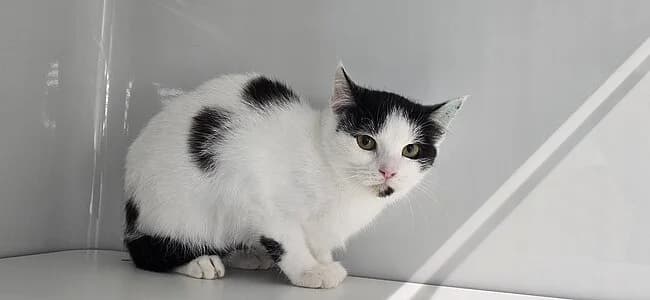 Lio, female European Shorthair for adoption at Tierheim Koblenz, Koblenz — photo 7 of 8