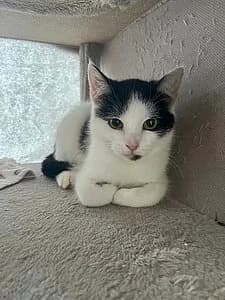 Lio, female European Shorthair for adoption at Tierheim Koblenz, Koblenz — photo 8 of 8