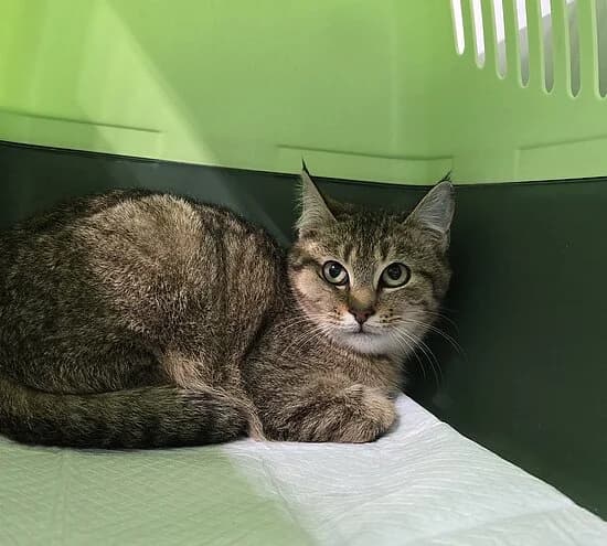 Luigi, female European Shorthair for adoption at Tierheim Koblenz, Koblenz