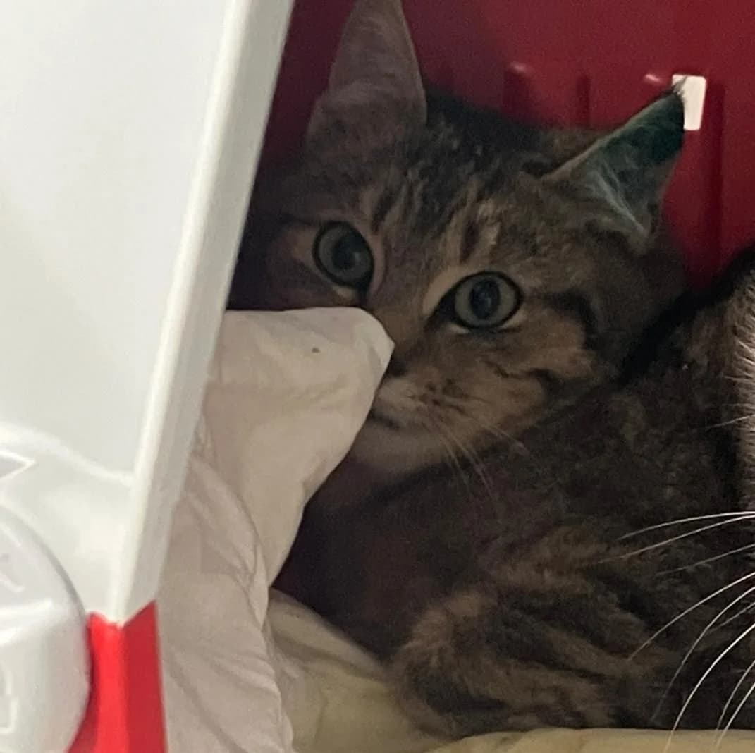 Luigi, female European Shorthair for adoption at Tierheim Koblenz, Koblenz — photo 3 of 8