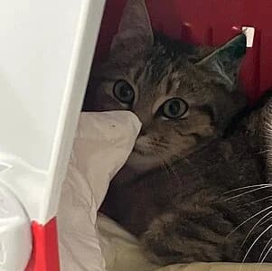 Luigi, female European Shorthair for adoption at Tierheim Koblenz, Koblenz — photo 6 of 8