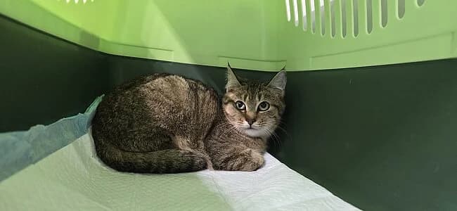 Luigi, female European Shorthair for adoption at Tierheim Koblenz, Koblenz — photo 7 of 8