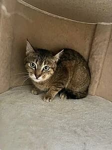 Luigi, female European Shorthair for adoption at Tierheim Koblenz, Koblenz — photo 8 of 8