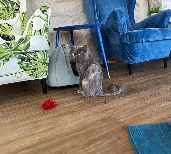 Fabian, female Persian for adoption at Tierheim Koblenz, Koblenz