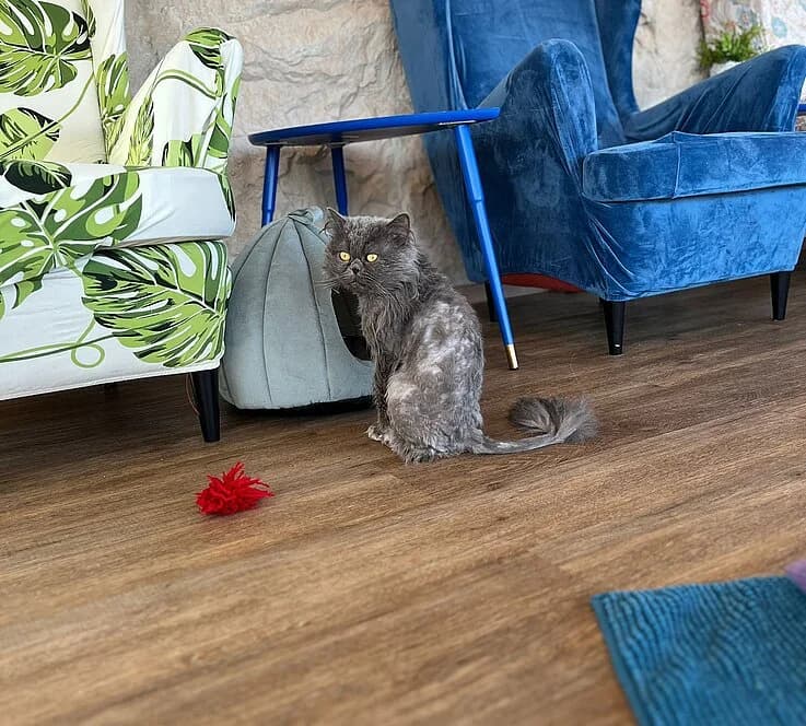 Fabian, female Persian for adoption at Tierheim Koblenz, Koblenz — photo 3 of 4