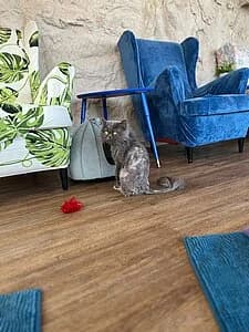 Fabian, female Persian for adoption at Tierheim Koblenz, Koblenz — photo 4 of 4