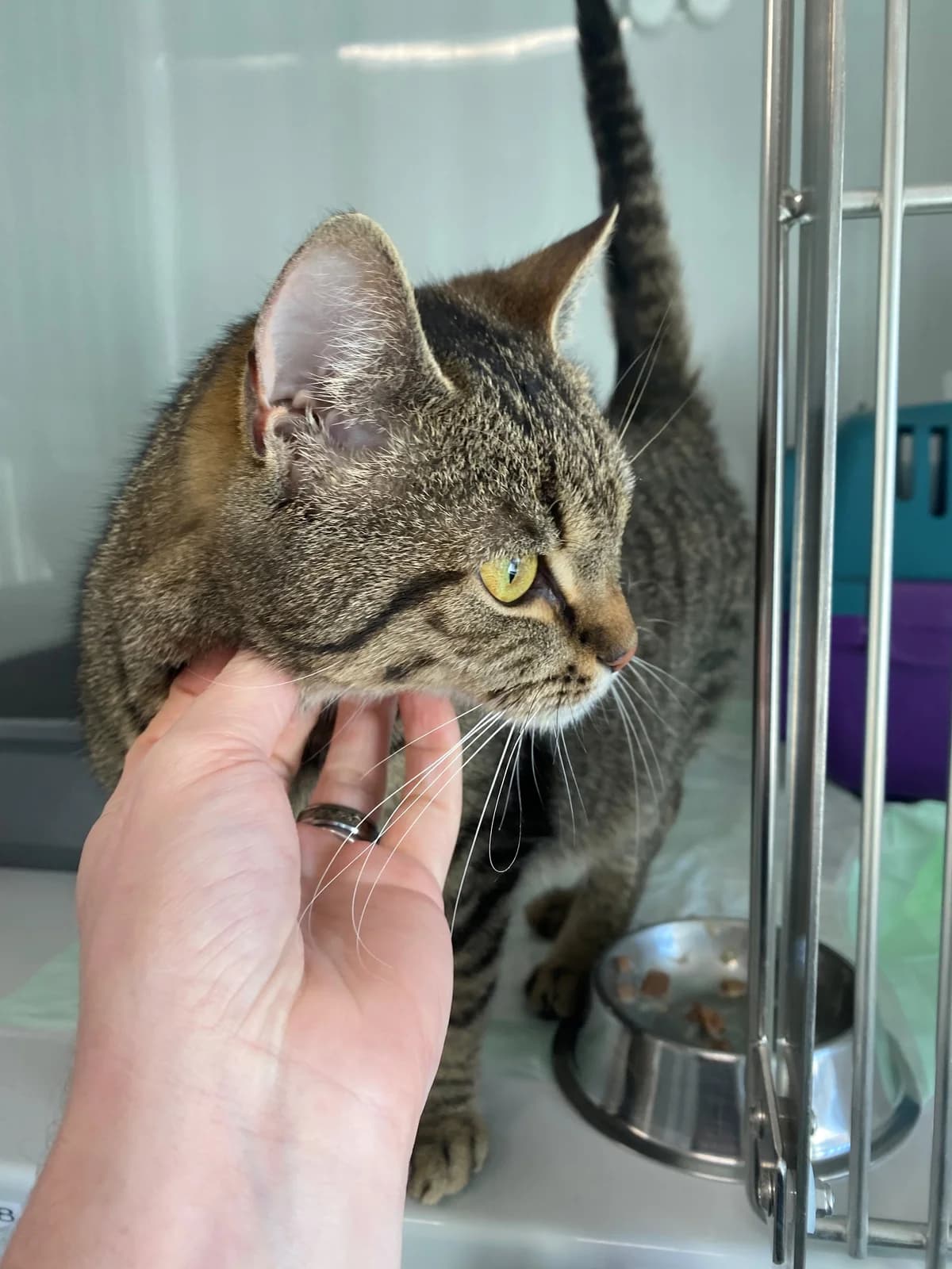 Mosel- im Mutterschutz...,  European Shorthair for adoption at Tierheim Koblenz, Koblenz — photo 2 of 4