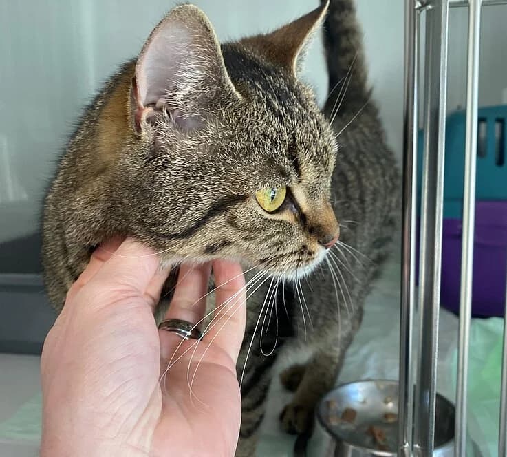 Mosel- im Mutterschutz...,  European Shorthair for adoption at Tierheim Koblenz, Koblenz — photo 3 of 4