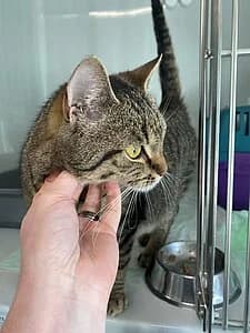 Mosel- im Mutterschutz...,  European Shorthair for adoption at Tierheim Koblenz, Koblenz — photo 4 of 4