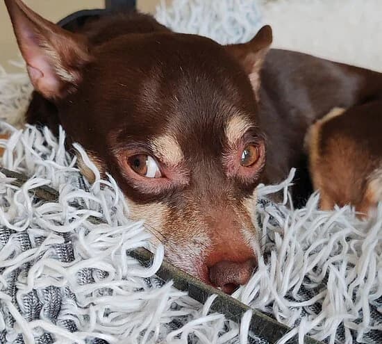 Napoleon,  6yo Chihuahua for adoption at Tierheim Koblenz, Koblenz