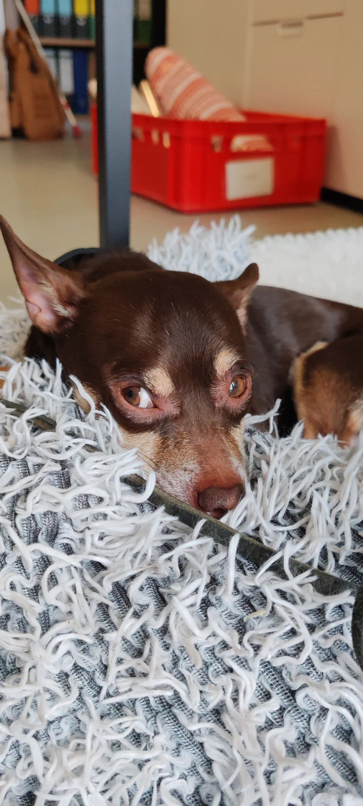 Napoleon,  Chihuahua for adoption at Tierheim Koblenz, Koblenz — photo 2 of 8