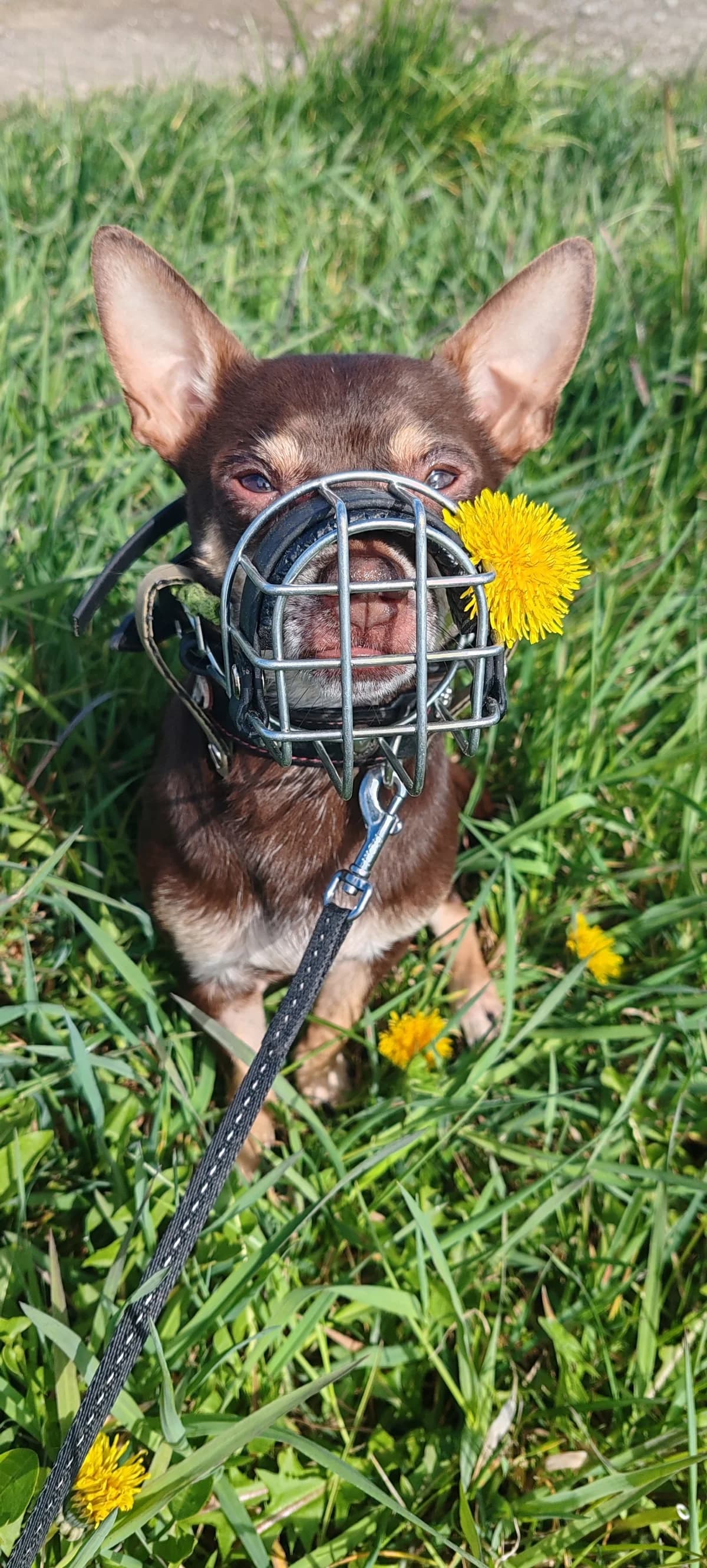 Napoleon,  Chihuahua for adoption at Tierheim Koblenz, Koblenz — photo 3 of 8