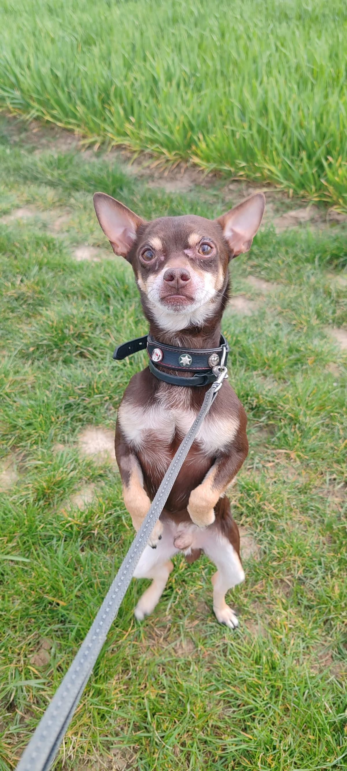 Napoleon,  Chihuahua for adoption at Tierheim Koblenz, Koblenz — photo 4 of 8