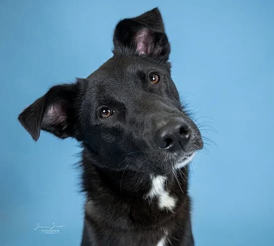 Elly,  young Border Collie for adoption at Tierheim Koblenz, Koblenz
