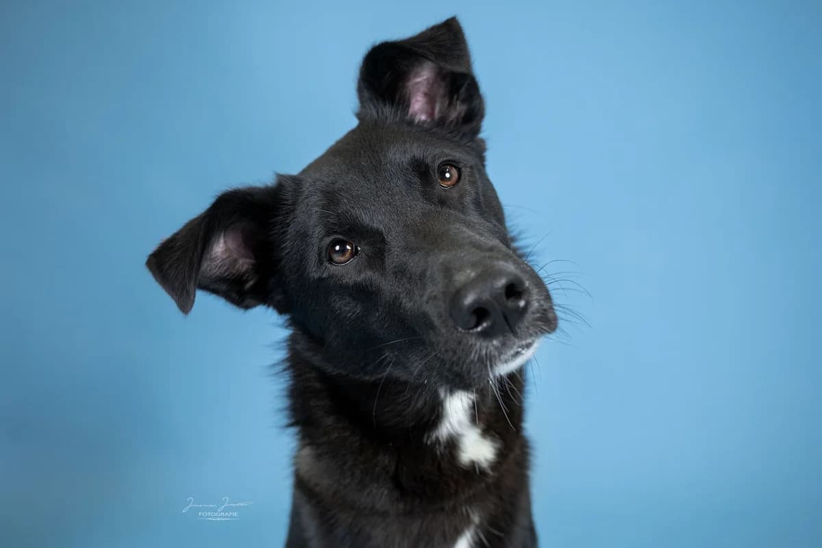 Elly,  Border Collie for adoption at Tierheim Koblenz, Koblenz — photo 2 of 12