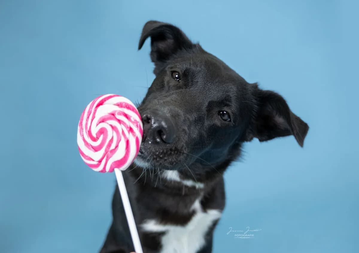 Elly,  Border Collie for adoption at Tierheim Koblenz, Koblenz — photo 4 of 12