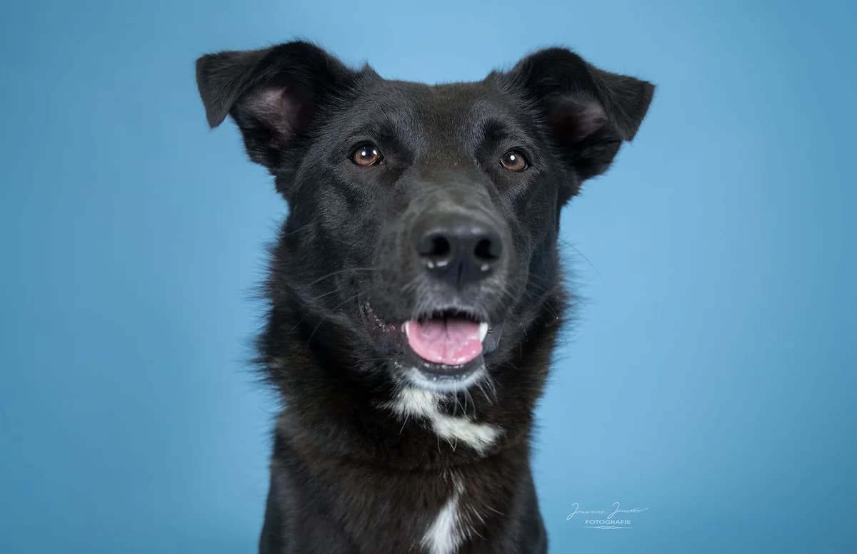 Elly,  Border Collie for adoption at Tierheim Koblenz, Koblenz — photo 5 of 12