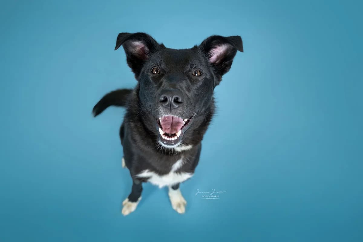 Elly,  Border Collie for adoption at Tierheim Koblenz, Koblenz — photo 6 of 12