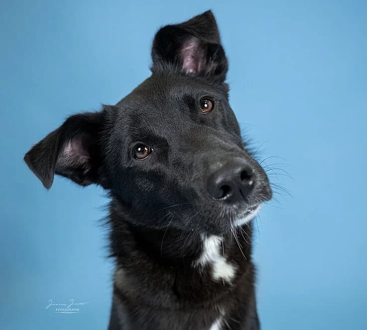 Elly,  Border Collie for adoption at Tierheim Koblenz, Koblenz — photo 7 of 12
