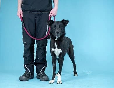 Elly,  Border Collie for adoption at Tierheim Koblenz, Koblenz — photo 8 of 12