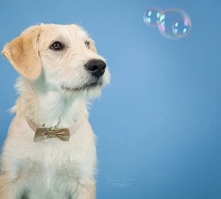 Neptun,  Mixed Breed for adoption at Tierheim Koblenz, Koblenz — photo 5 of 8