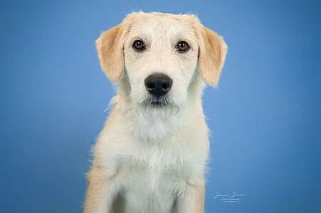 Neptun,  Mixed Breed for adoption at Tierheim Koblenz, Koblenz — photo 6 of 8