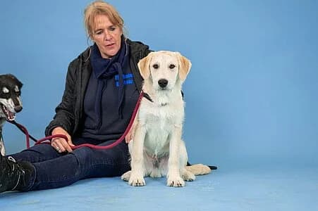 Neptun,  Mixed Breed for adoption at Tierheim Koblenz, Koblenz — photo 7 of 8