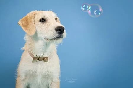 Neptun,  Mixed Breed for adoption at Tierheim Koblenz, Koblenz — photo 8 of 8