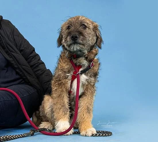 Janus,  Mixed Breed for adoption at Tierheim Koblenz, Koblenz