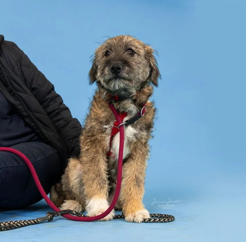 Janus,  Mixed Breed for adoption at Tierheim Koblenz, Koblenz — photo 2 of 6