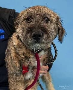 Janus,  Mixed Breed for adoption at Tierheim Koblenz, Koblenz — photo 6 of 6