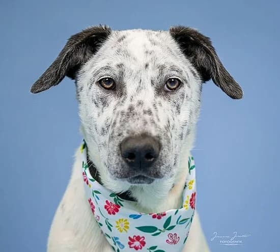 Atlas,  puppy Mixed Breed for adoption at Tierheim Koblenz, Koblenz