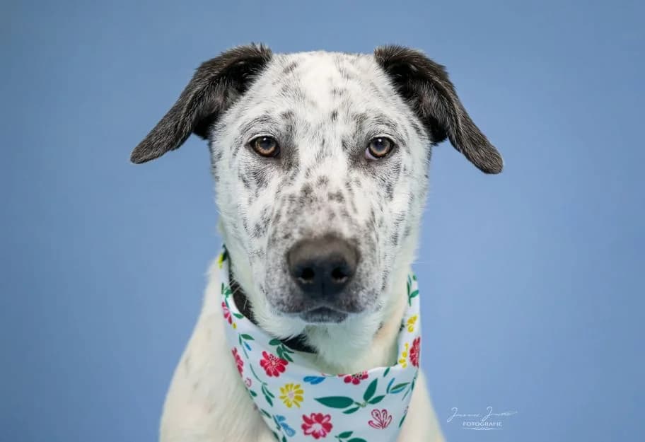 Atlas,  Mixed Breed for adoption at Tierheim Koblenz, Koblenz — photo 2 of 10