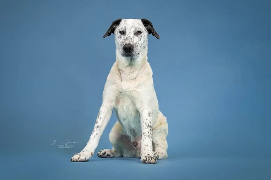 Atlas,  Mixed Breed for adoption at Tierheim Koblenz, Koblenz — photo 3 of 10