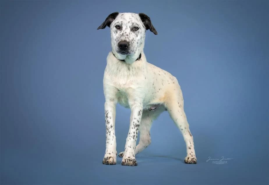 Atlas,  Mixed Breed for adoption at Tierheim Koblenz, Koblenz — photo 4 of 10