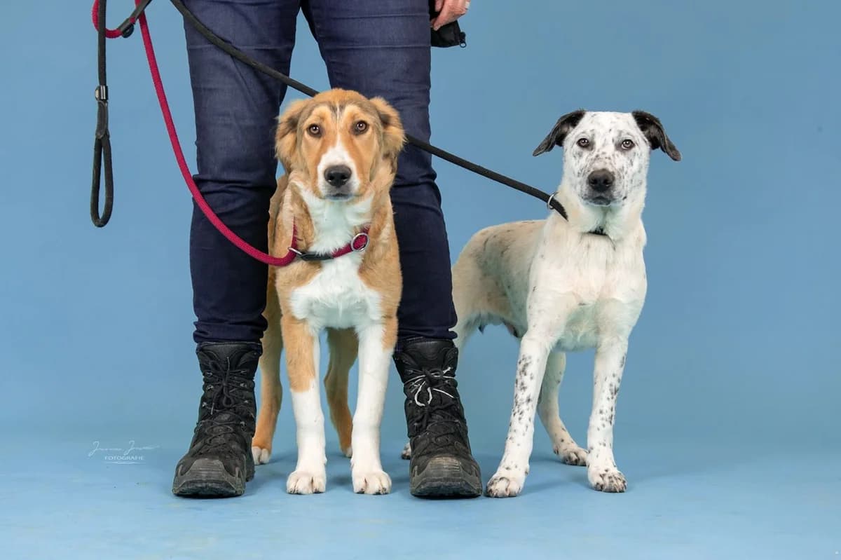 Atlas,  Mixed Breed for adoption at Tierheim Koblenz, Koblenz — photo 5 of 10