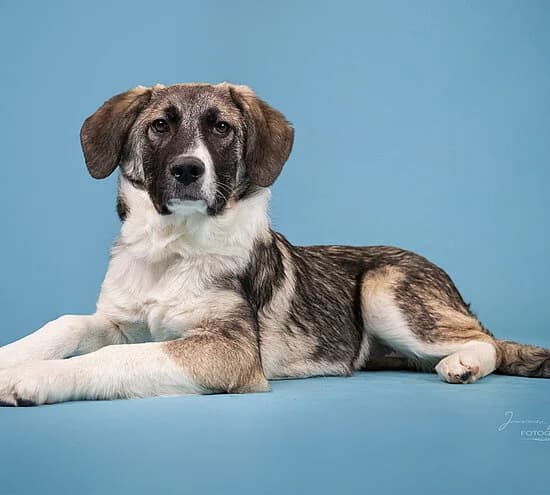 Rhea,  Mixed Breed for adoption at Tierheim Koblenz, Koblenz