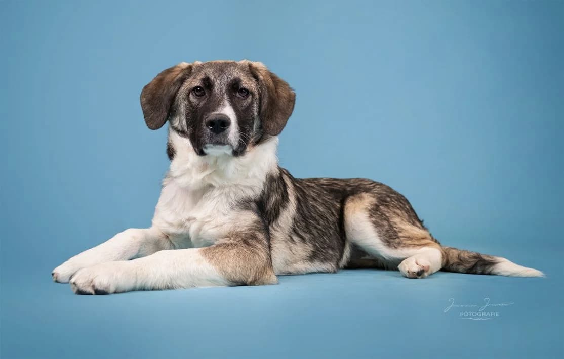 Rhea,  Mixed Breed for adoption at Tierheim Koblenz, Koblenz — photo 3 of 8