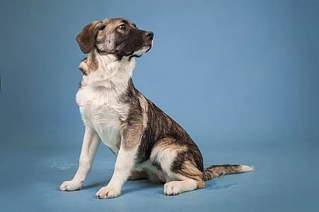 Rhea,  Mixed Breed for adoption at Tierheim Koblenz, Koblenz — photo 8 of 8